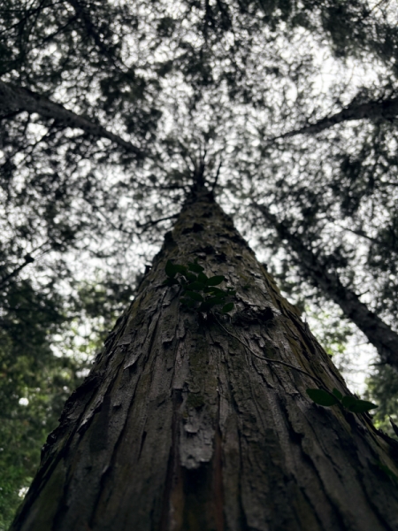 森