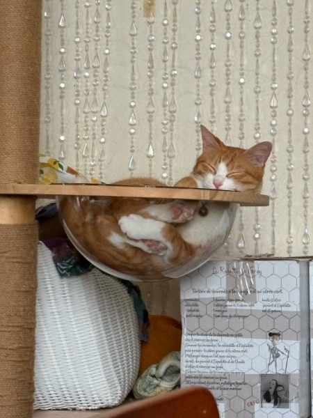 ジャスミン